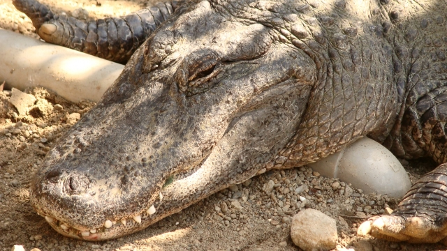 熱川バナナワニ園