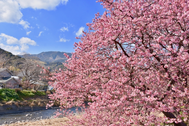 河津桜