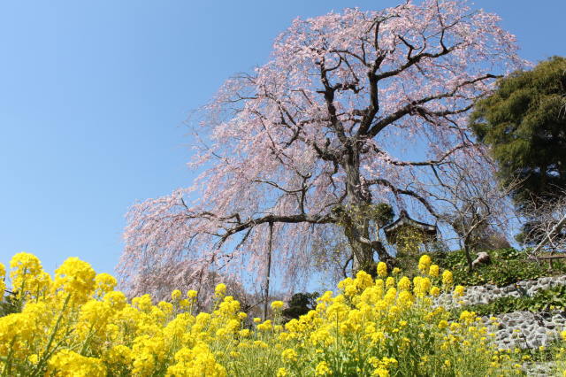 みなみの桜