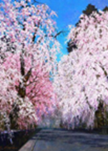 角館花紀行