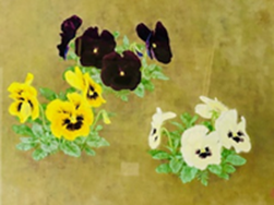遊蝶花