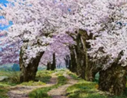 春の追憶