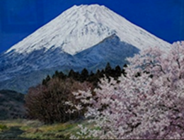 富士桜花